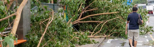 Storm-felled trees blocking a street after a severe weather event in East China